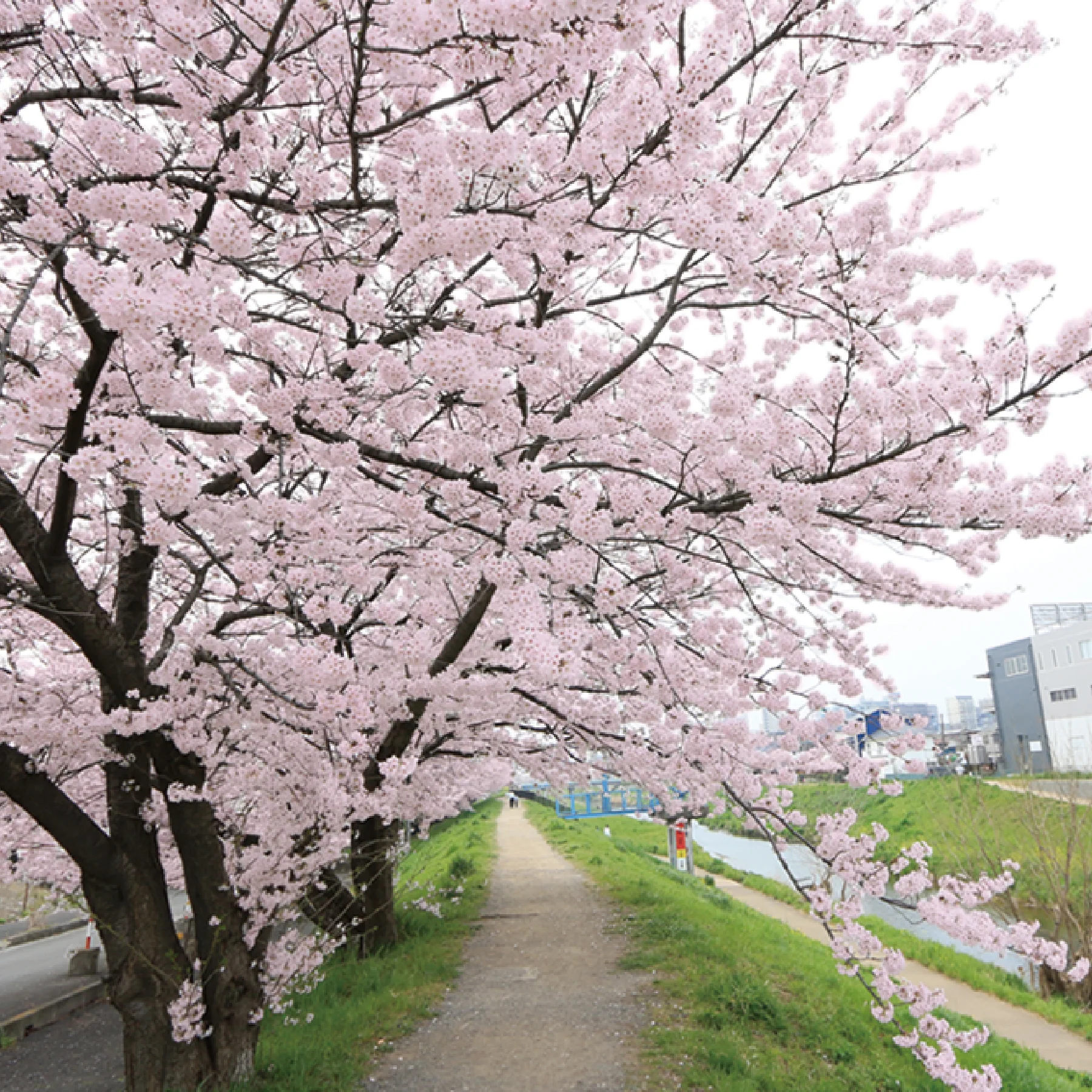 一般墓地